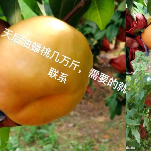 临猗县风味天后油蟠桃具有果个大、平均单果重300克，口感浓甜。