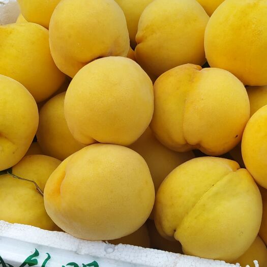 郯城县黄金蜜，新世纪黄桃