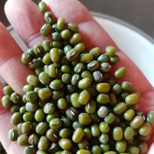 津市市芽豆绿豆