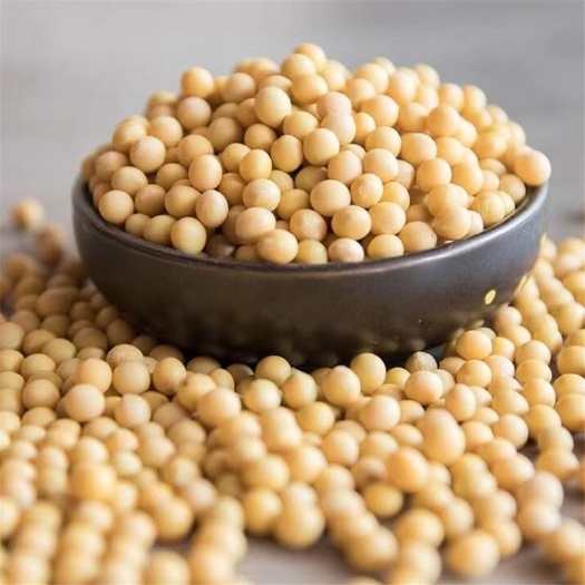 鸡西【黄豆批发】东北黄10斤豆农家自产粗粮杂粮黄豆批发