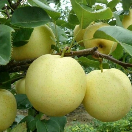 黄金梨