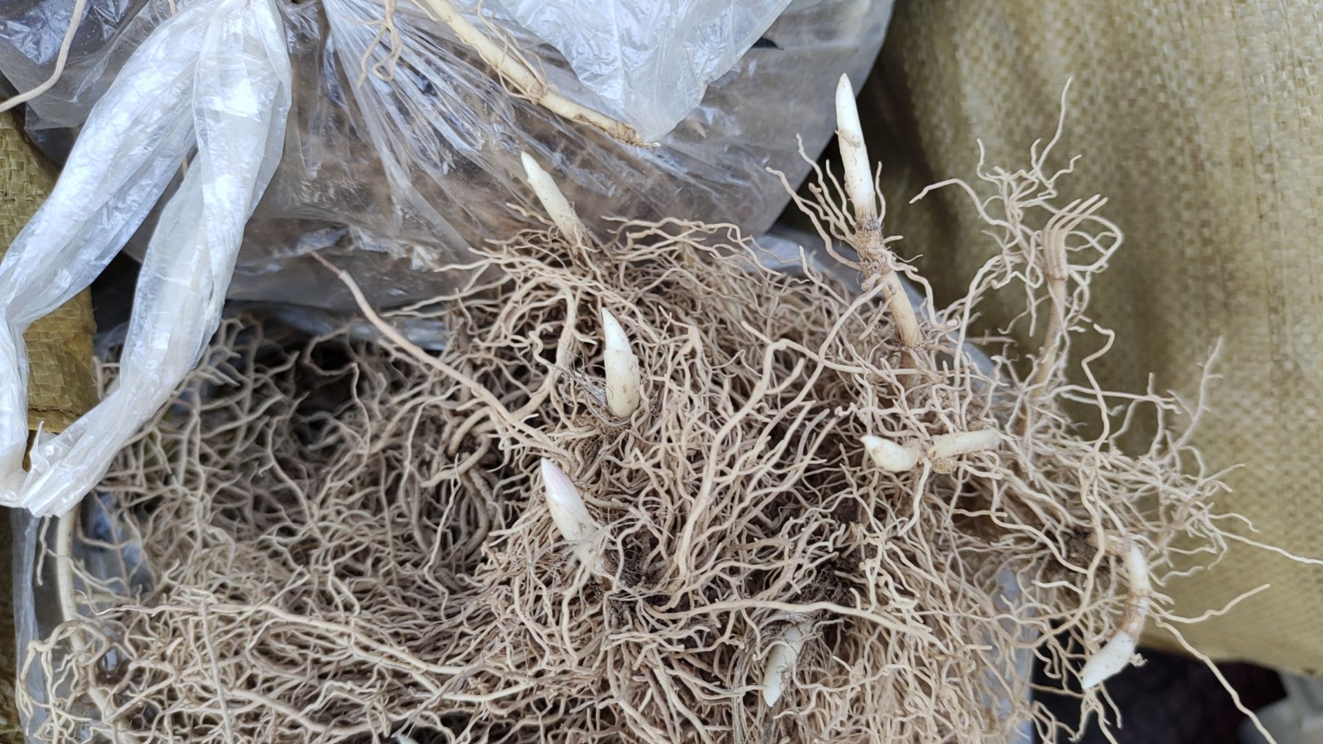 大量供应铃兰芽 沭阳县包邮  质优价廉寻找长期合作伙伴