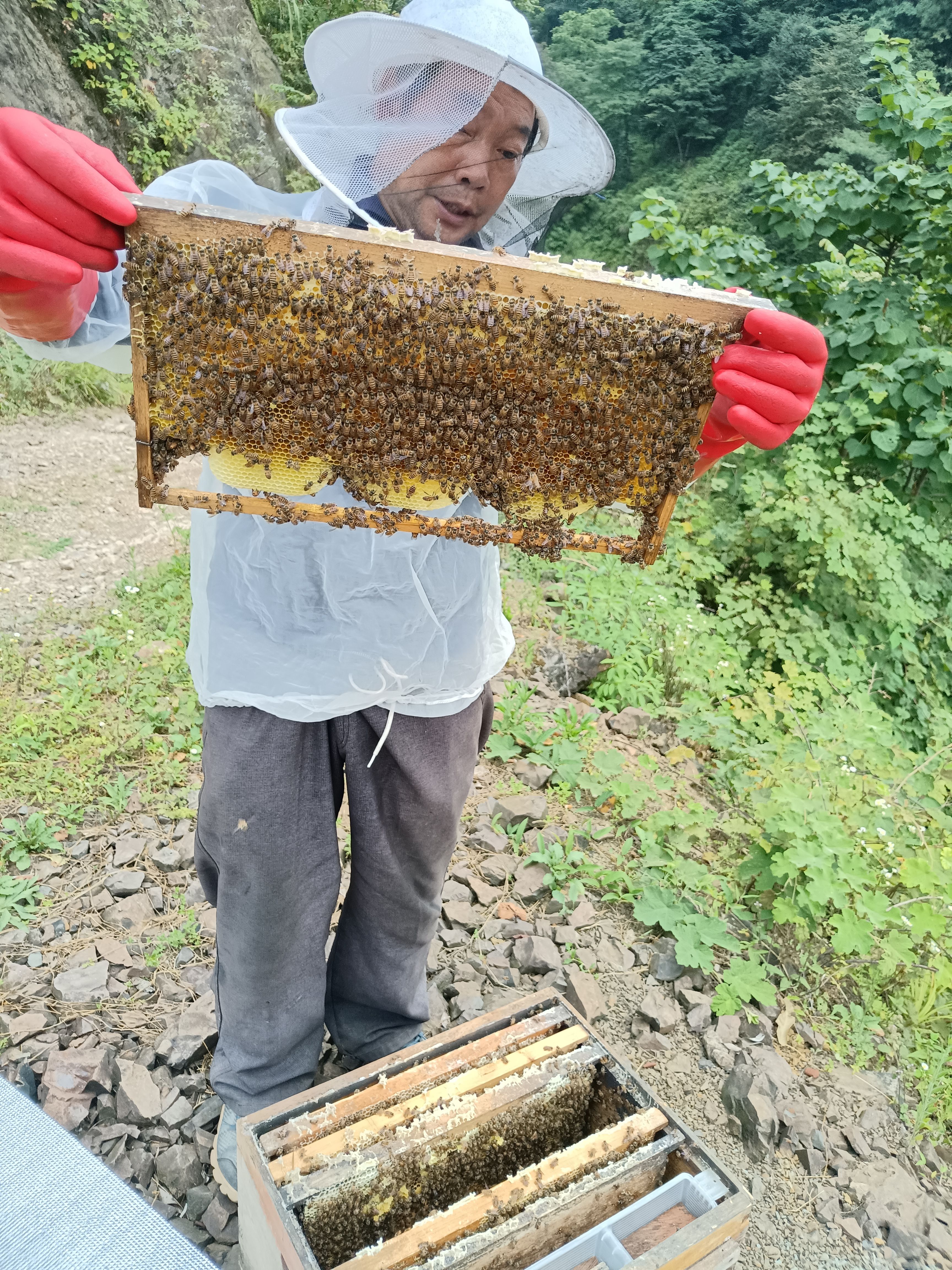 乌蒙山土蜂蜜百花蜜源头源蜜深山养殖