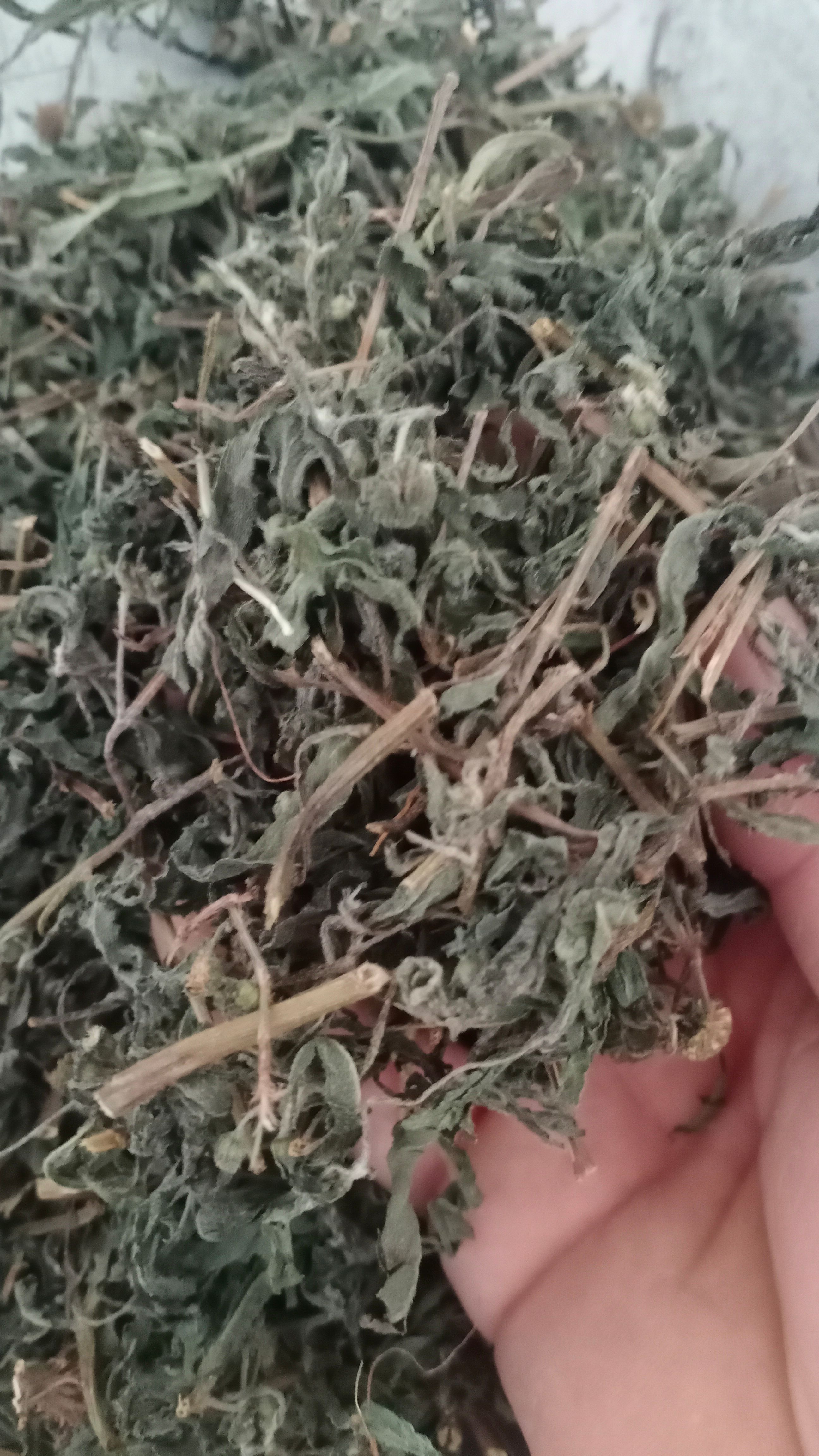 【旱莲草】本地新货无硫实物拍摄大货供应规格齐全量大优惠。