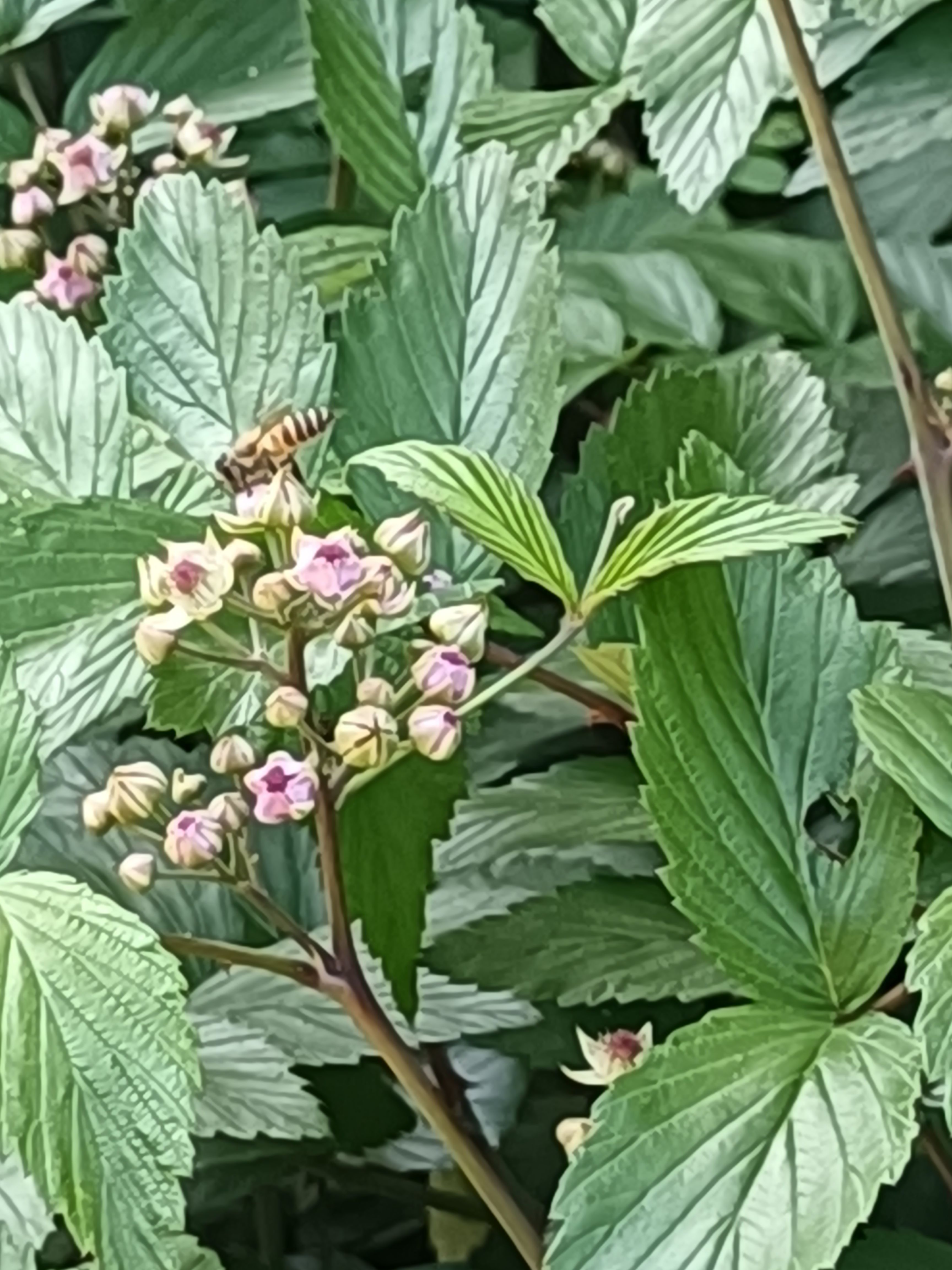 乌蒙山土蜂蜜百花蜜源头源蜜深山养殖