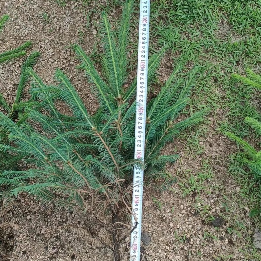 柳河县云杉杯苗，高度七十公分，