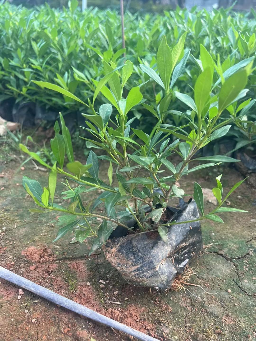 小叶栀子，栀子花