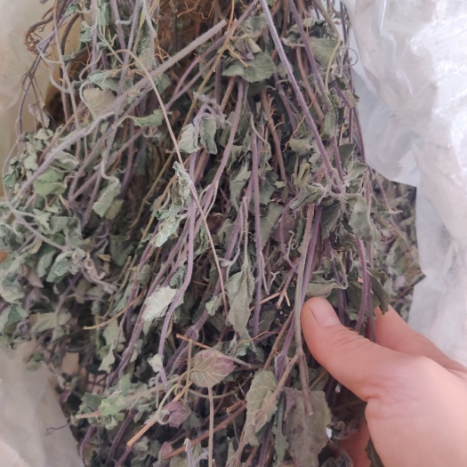 韩信草，韩信草 大力草耳挖草金茶匙牙刷