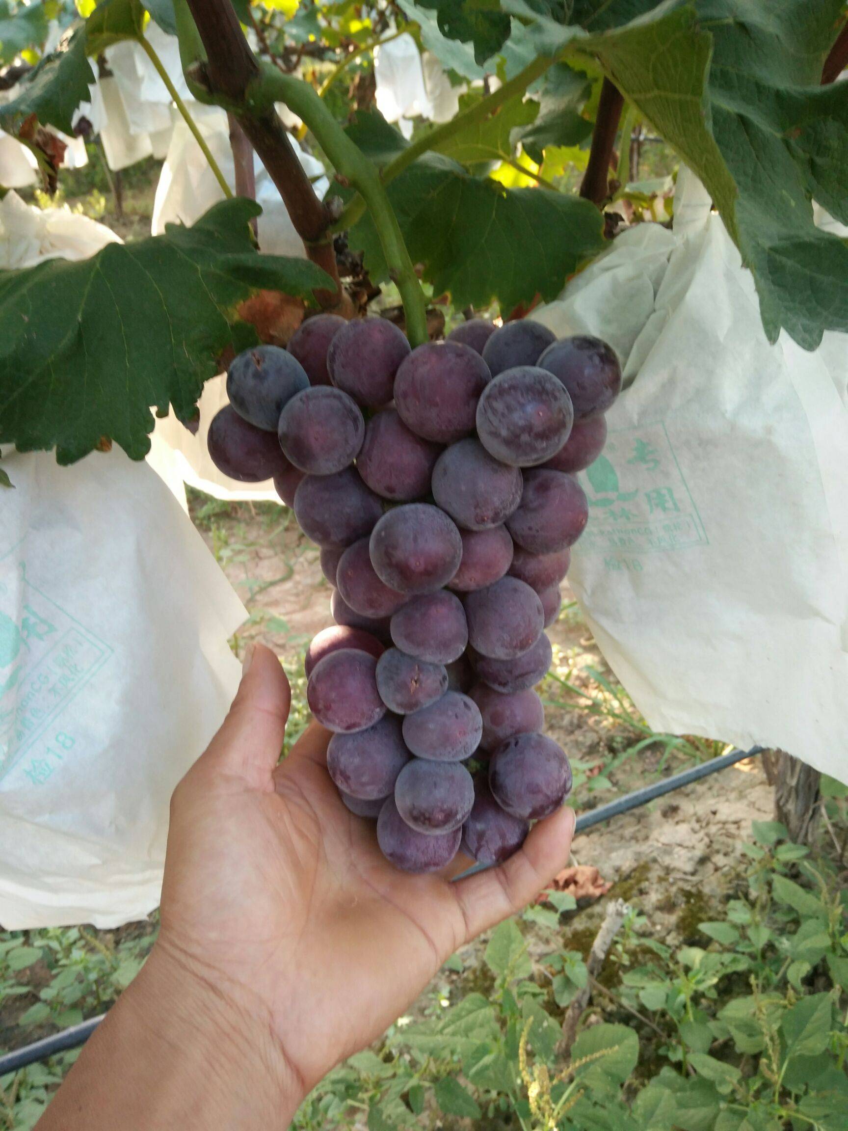户太八号葡萄