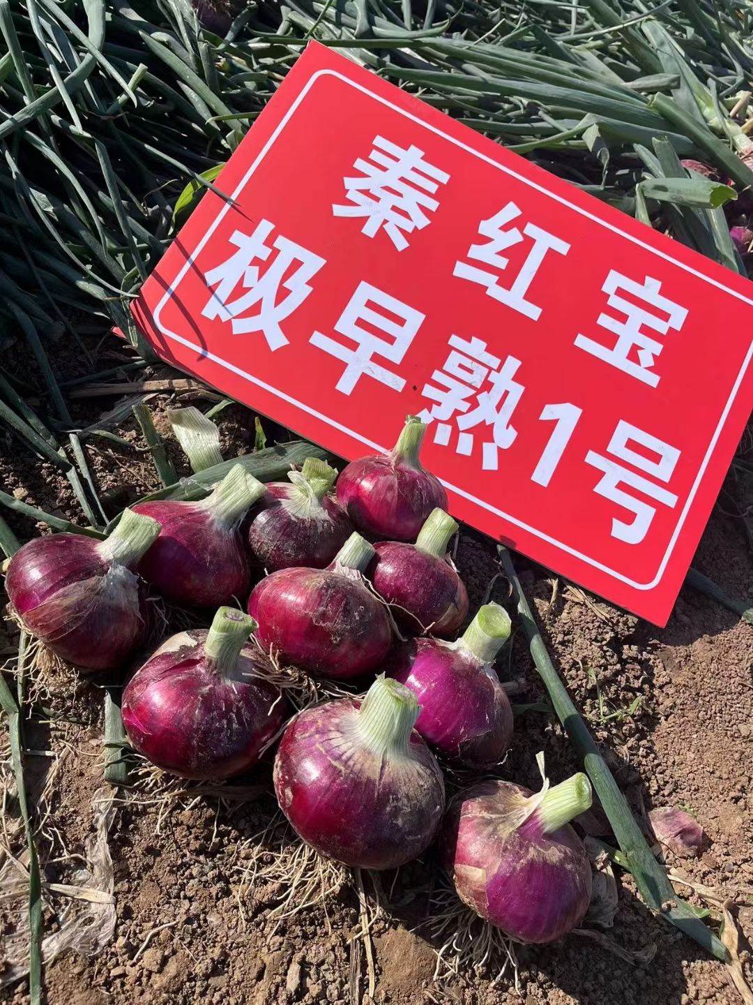 早熟红皮扁葱，秦红宝1号