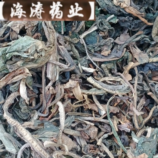 【大青叶】产地山东实物拍摄大货供应规格齐全量大优惠。