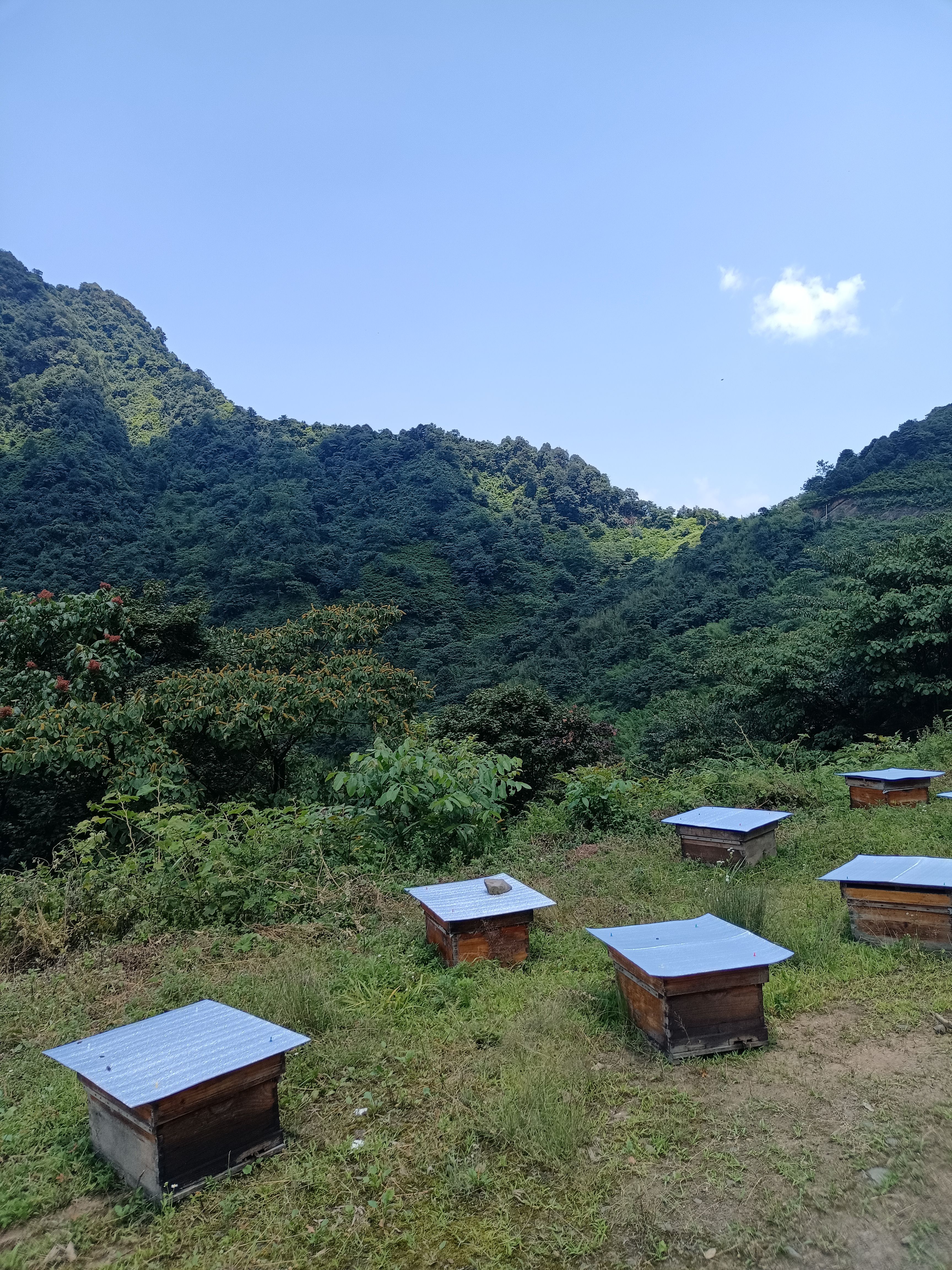 乌蒙山土蜂蜜百花蜜源头源蜜深山养殖