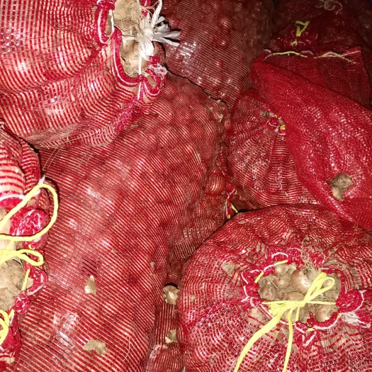 前郭县毛葱10万斤左右出售
