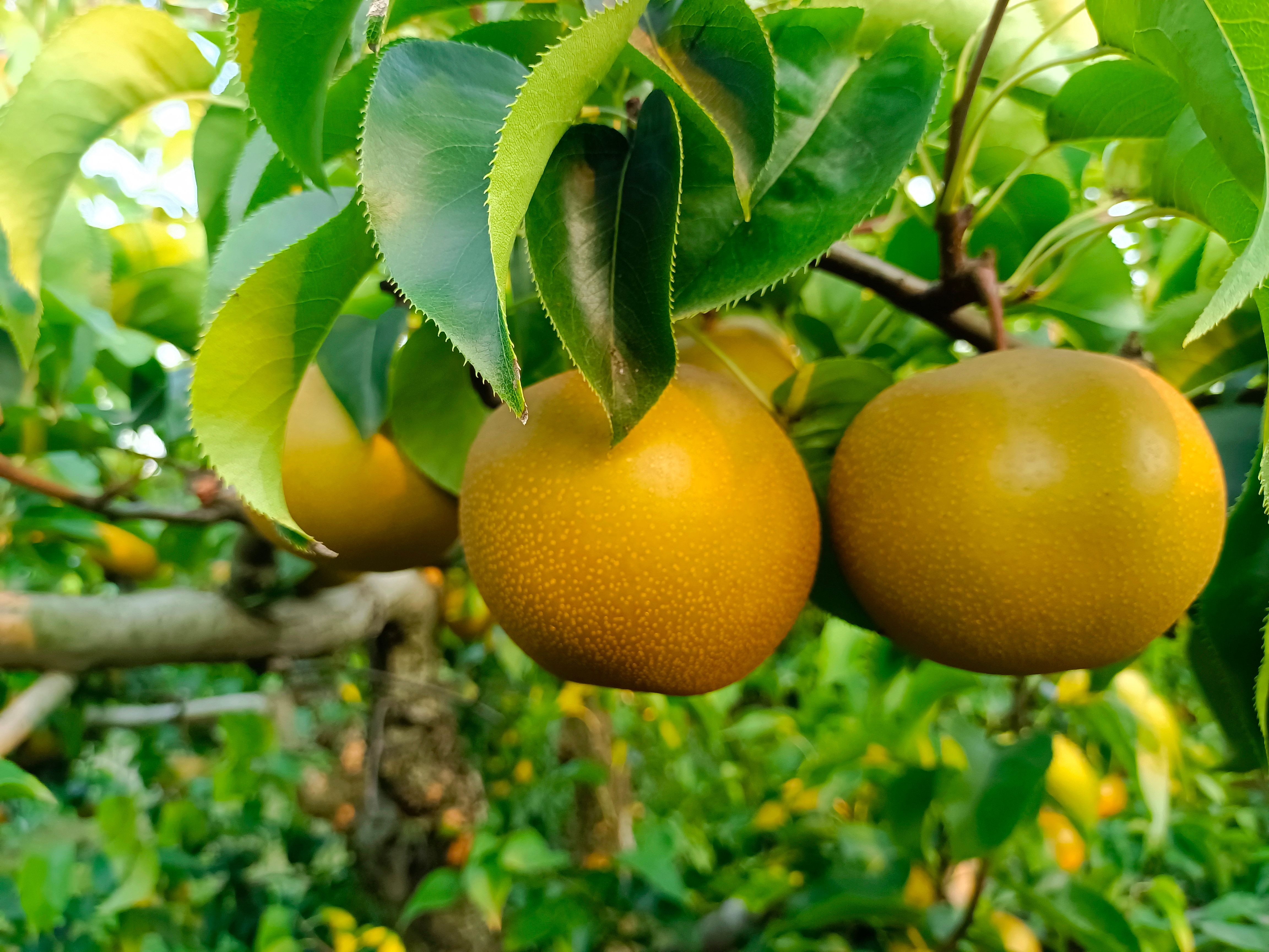 圆黄梨 砀山果园直发 圆黄梨按需包装 一件代发