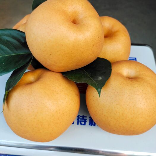 庐江县晚秋黄金梨