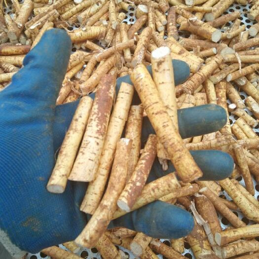 钟山县广西五指毛桃，精品中段中节，足干无硫，味香色靓