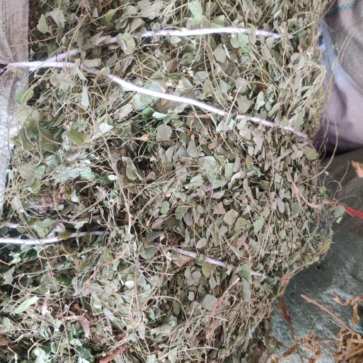 小叶化石草，金钱草，化石草