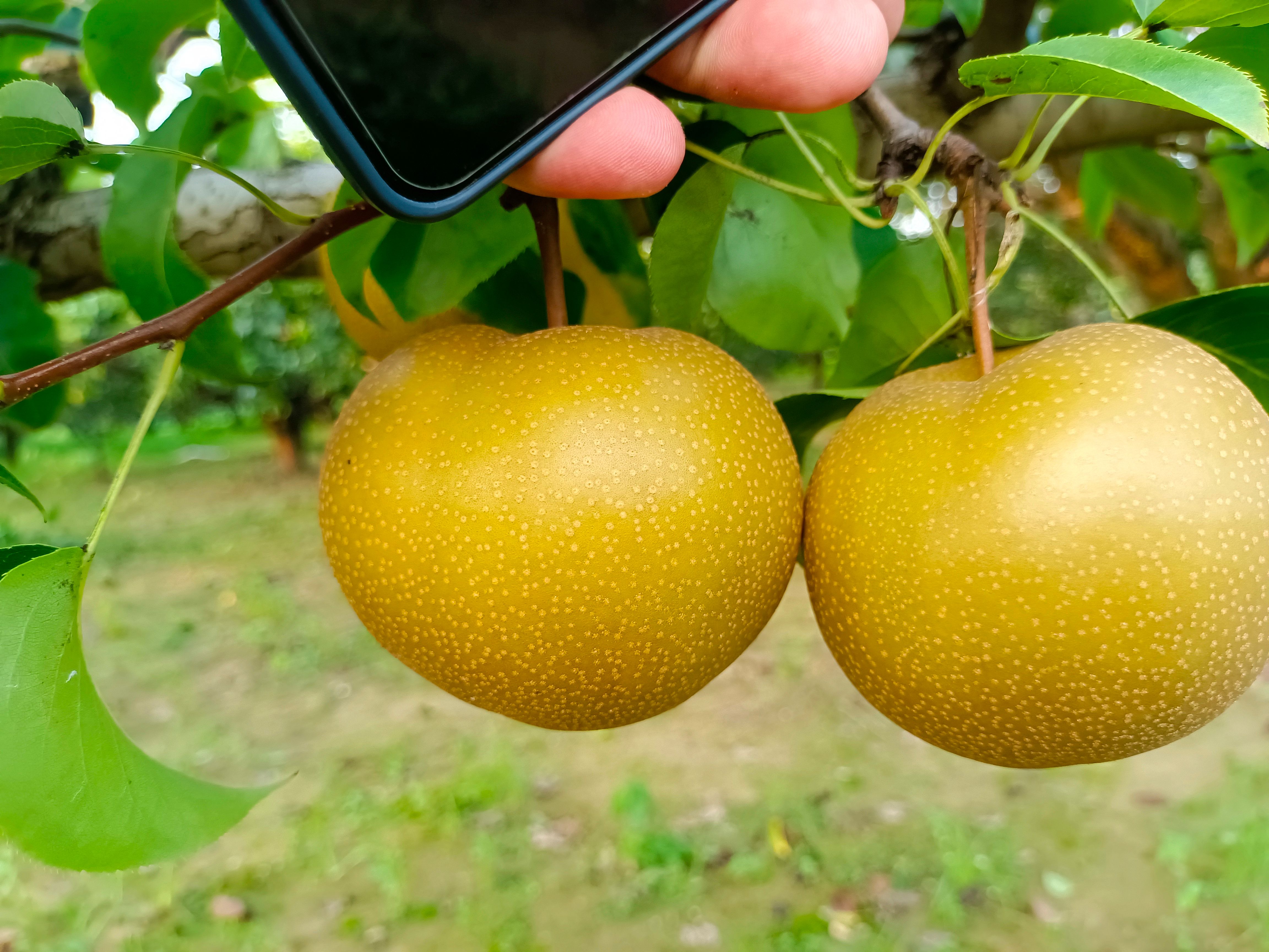 圆黄梨 砀山果园直发 圆黄梨按需包装 一件代发