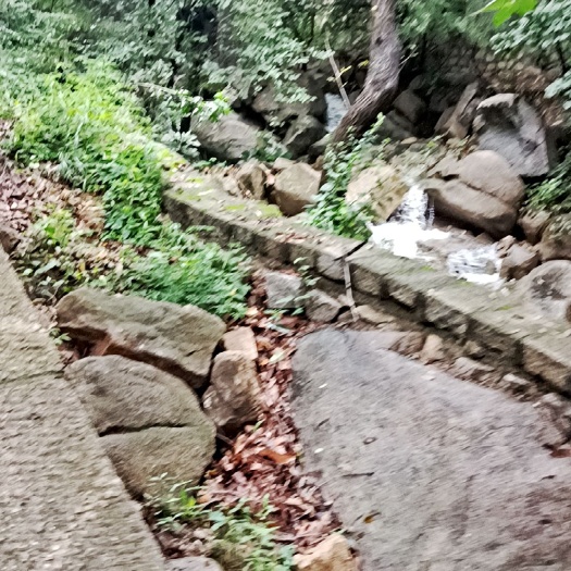 新泰市百亩山林   真人对抗   狩猎  餐饮  求合伙人