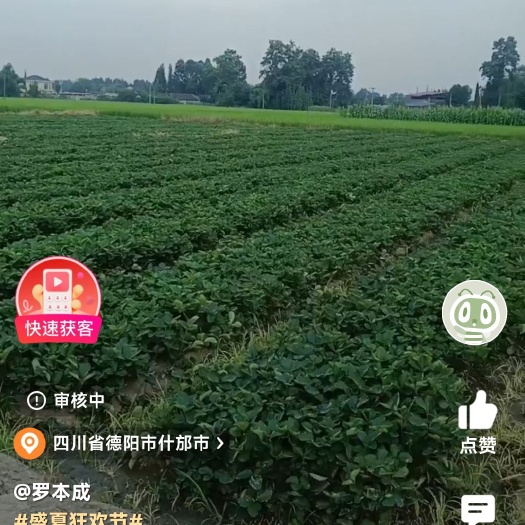 什邡市四川德阳什邡禾丰镇草莓苗出集大叶红颜苗北京红颜苗
