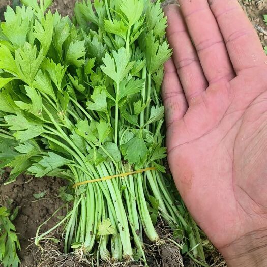商河县芹菜苗