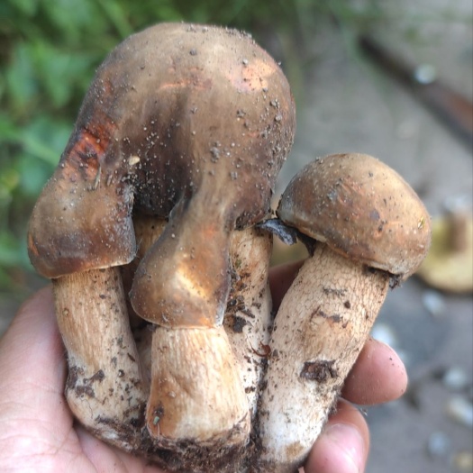 维西县手肝菌鲜货