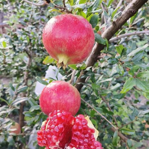 会理市突尼斯软籽石榴