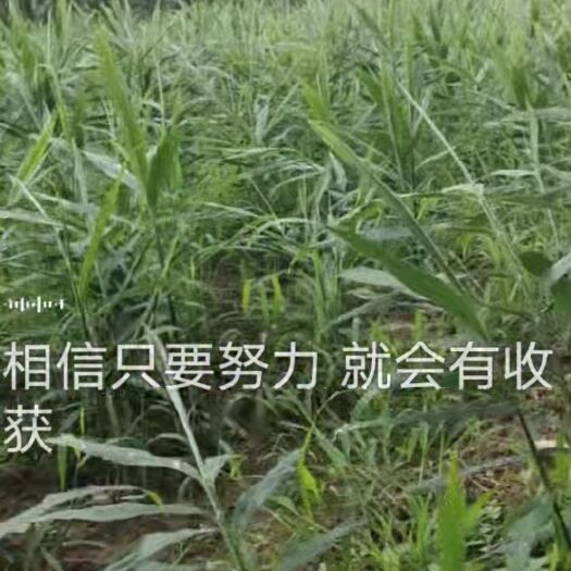 安龙县生姜