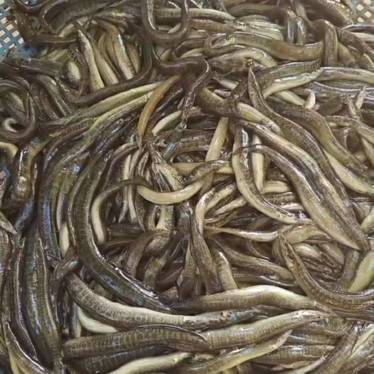 水中人参男人大补刺鳅，欢迎下单