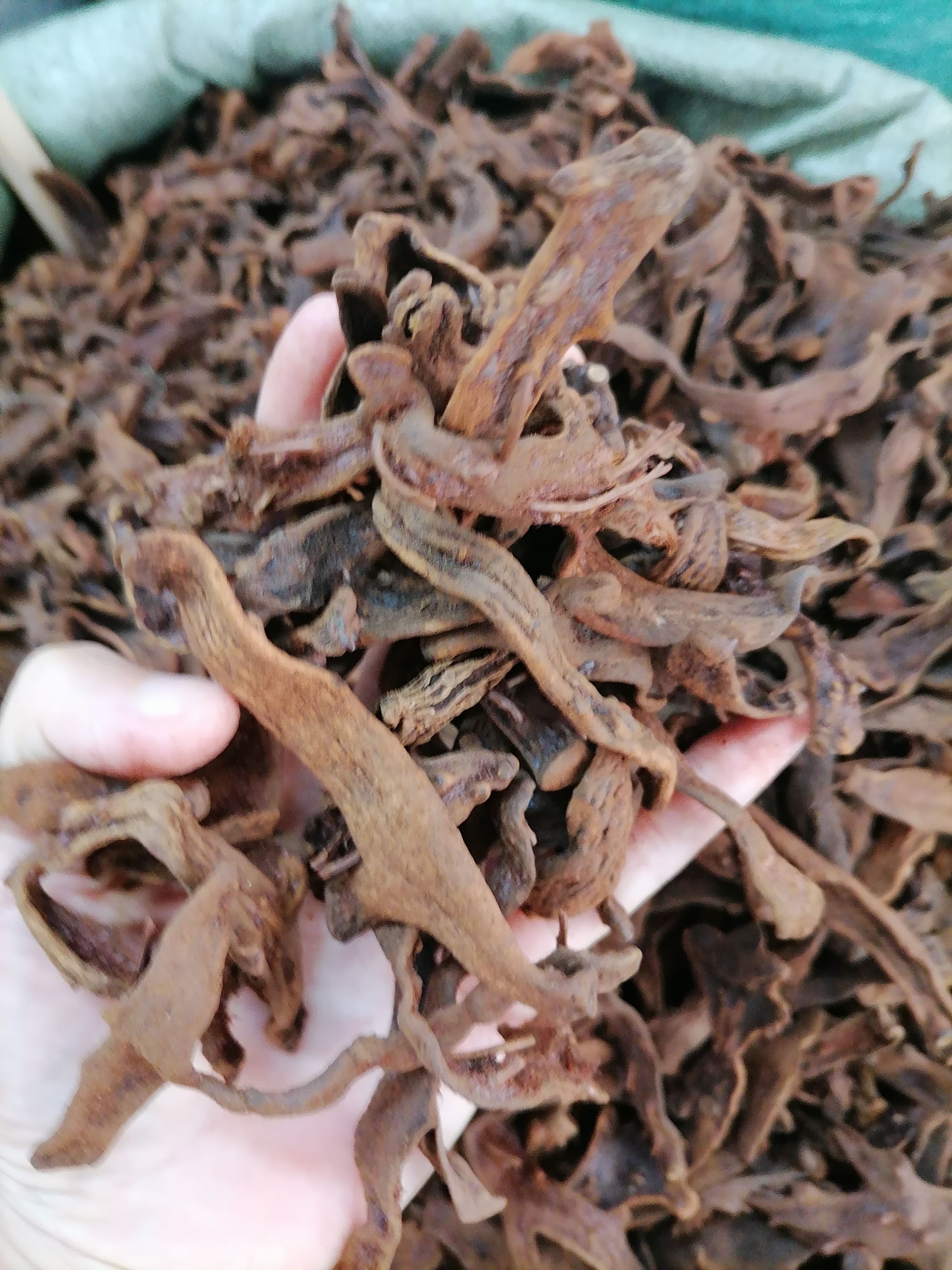 骨碎补 爬岩姜 含量够