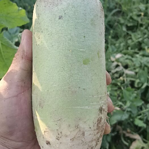 大荔县白萝卜