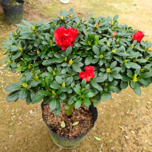 漳平市比利时杨梅红杜鹃花