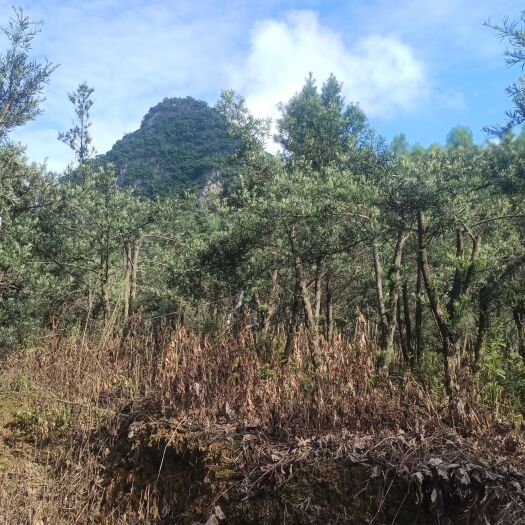河池大叶罗汉松