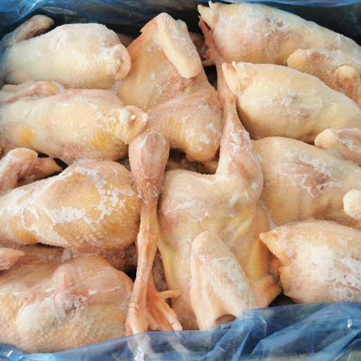 郑州老母鸡/白条鸡批发，郑州现货，全国发货。