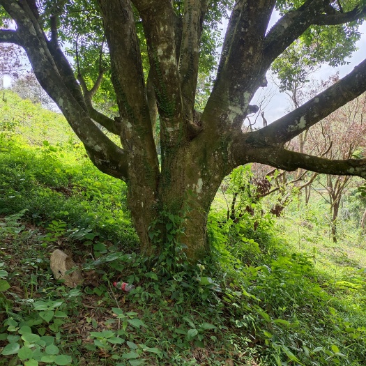 博白县大橄榄树