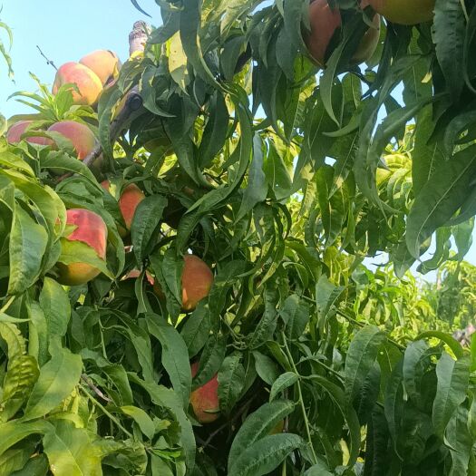 菏泽黄桃