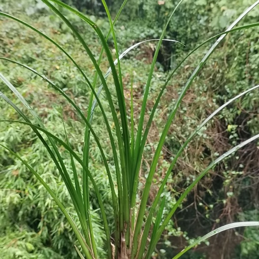 安龙县吴玉品兰园，园艺绿植园艺，兰花秋芝盆景,精品兰花,苗形漂亮