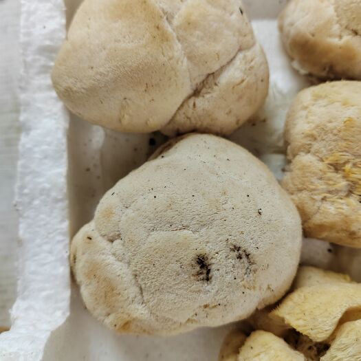 成都四川新鲜猴头菇当天发货顺丰空运