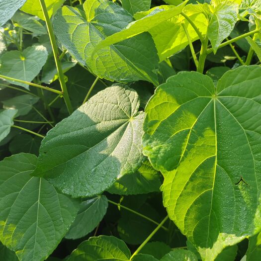 汉中毛叶山桐子苗 0.5－3公分的都有，一到三年苗
