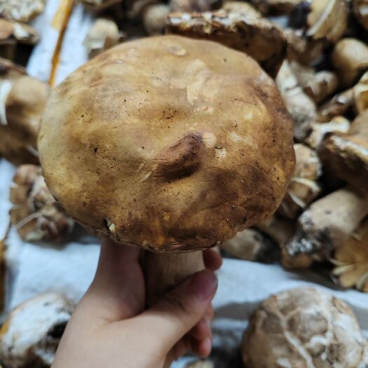 成都四川新鲜美味牛肝菌新鲜采摘顺丰发货