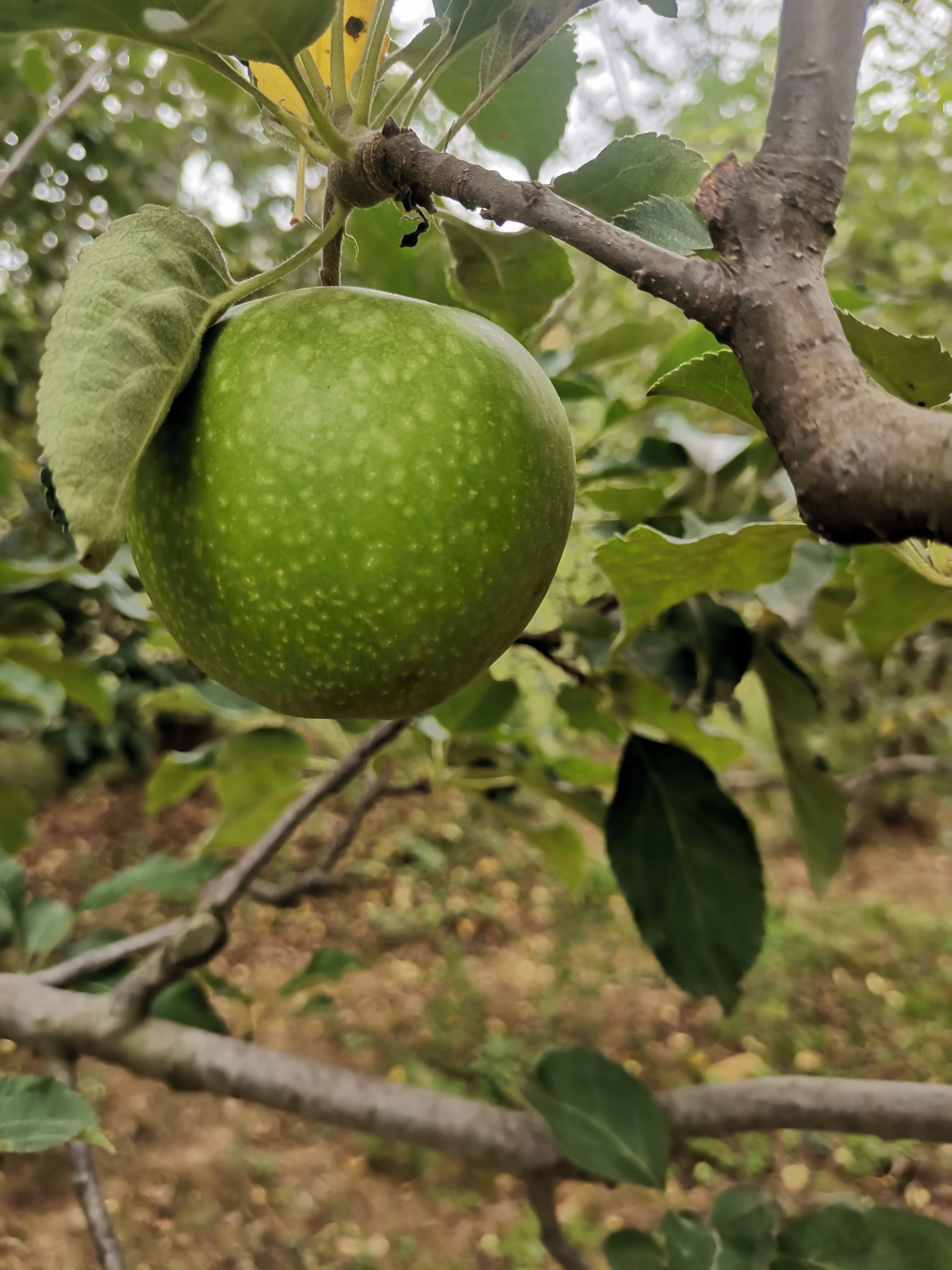 澳洲青苹果（史密斯）