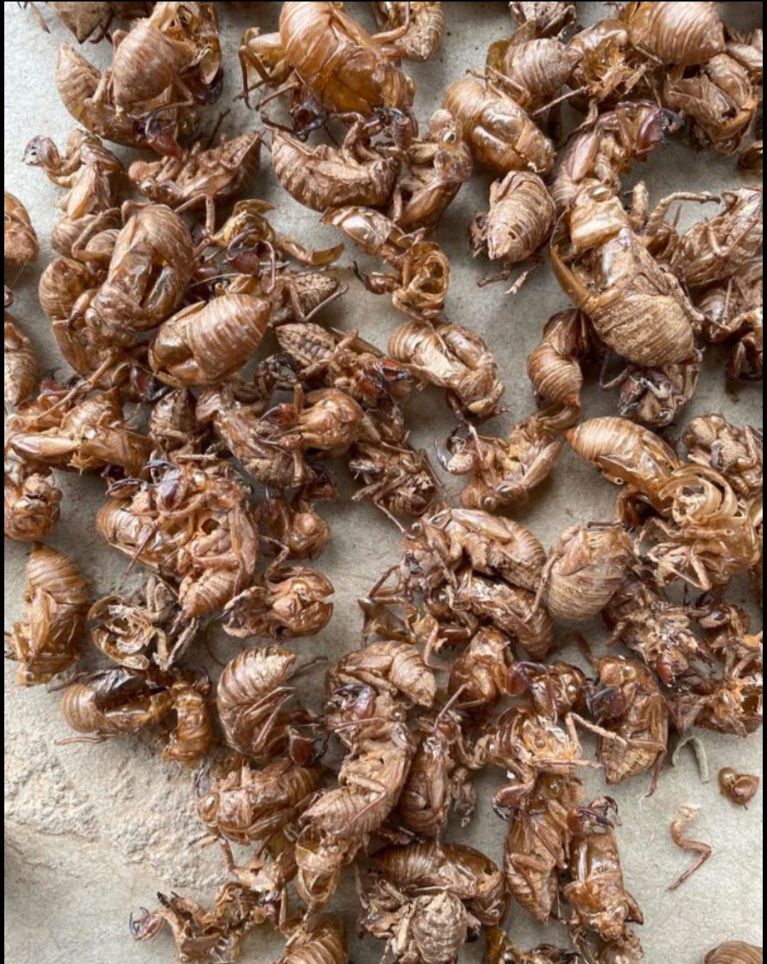 虫退 蝉退 蝉壳 蝉脱