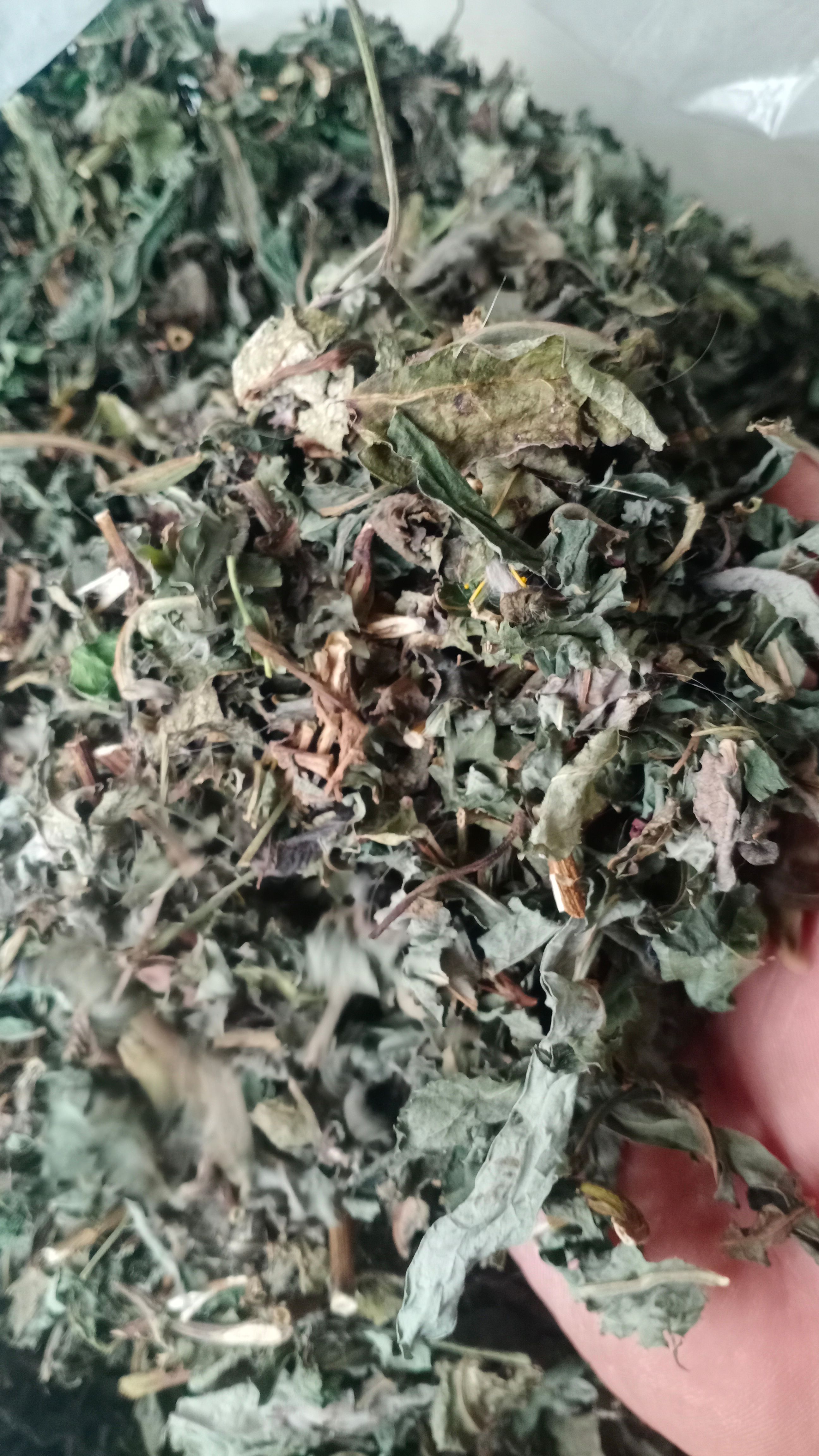 【败酱草】本地新货无硫实物拍摄大货供应规格齐全量大优惠。