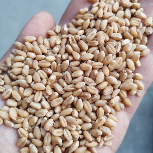 中牟县小麦 小麦净粮 大量出售净粮袋装