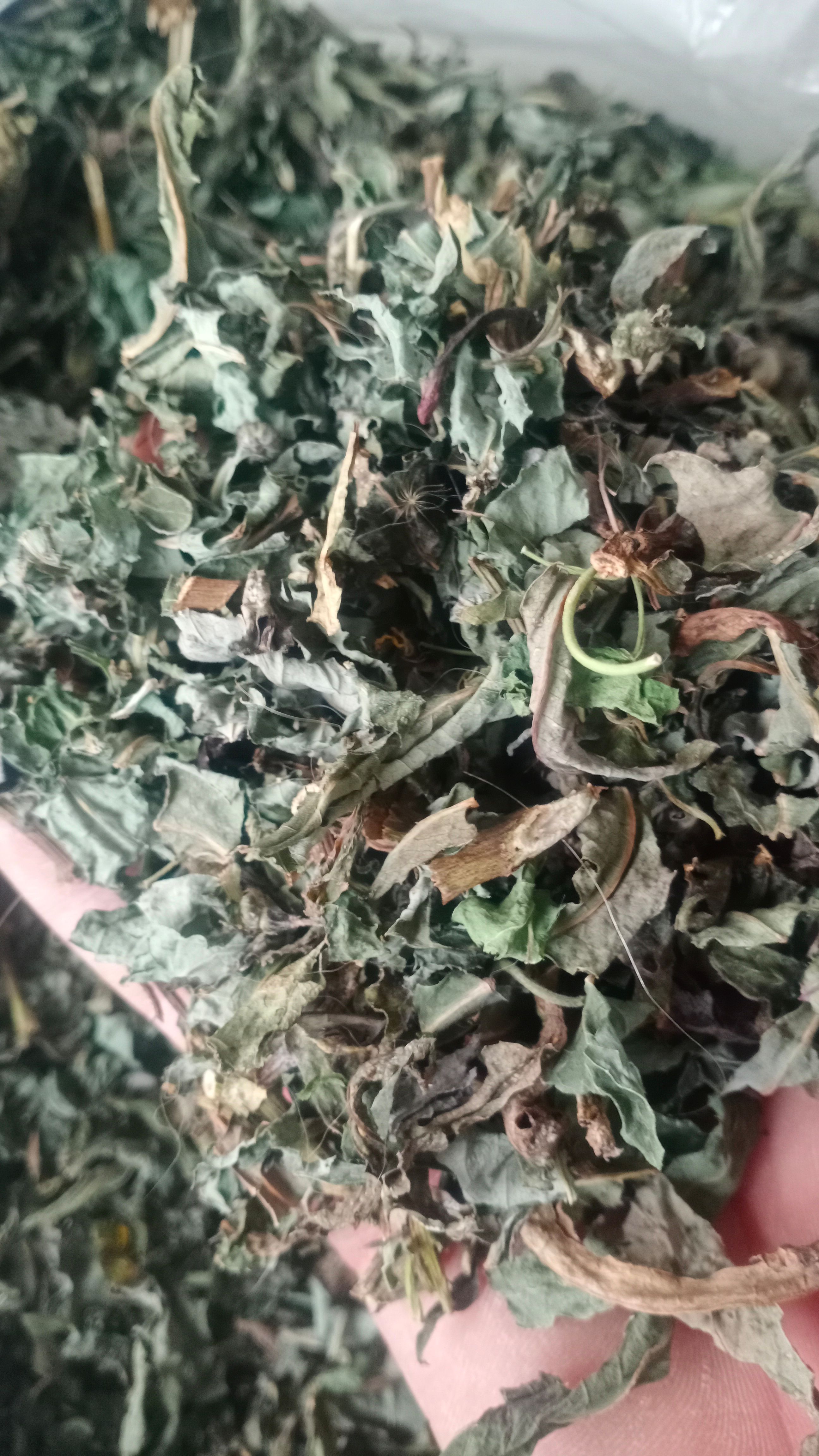 【败酱草】本地新货无硫实物拍摄大货供应规格齐全量大优惠。
