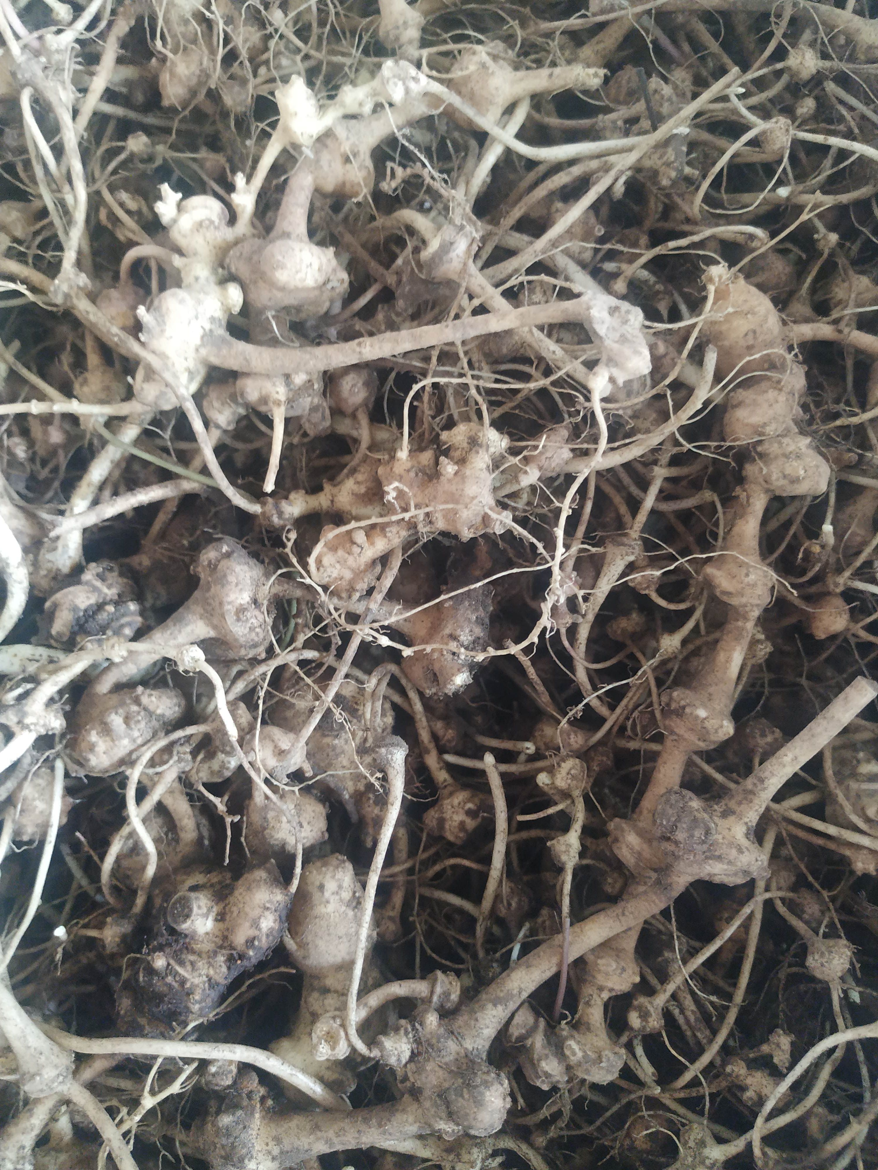 扣子七，珠子参