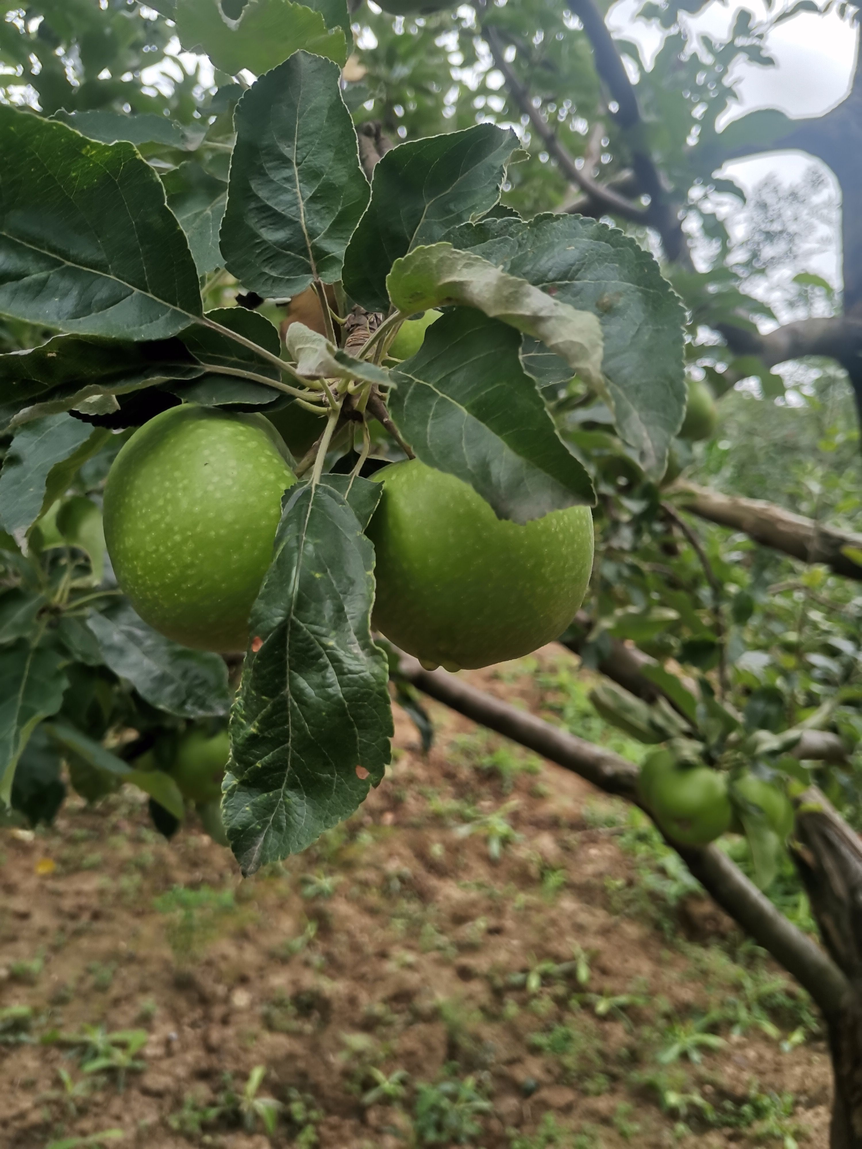 澳洲青苹果（史密斯）