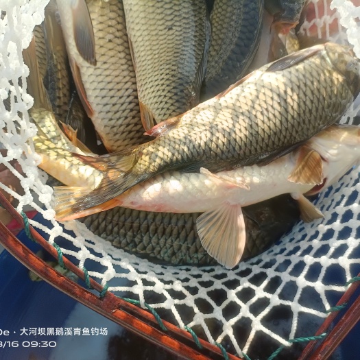 思南县本地生态鱼，1-8斤