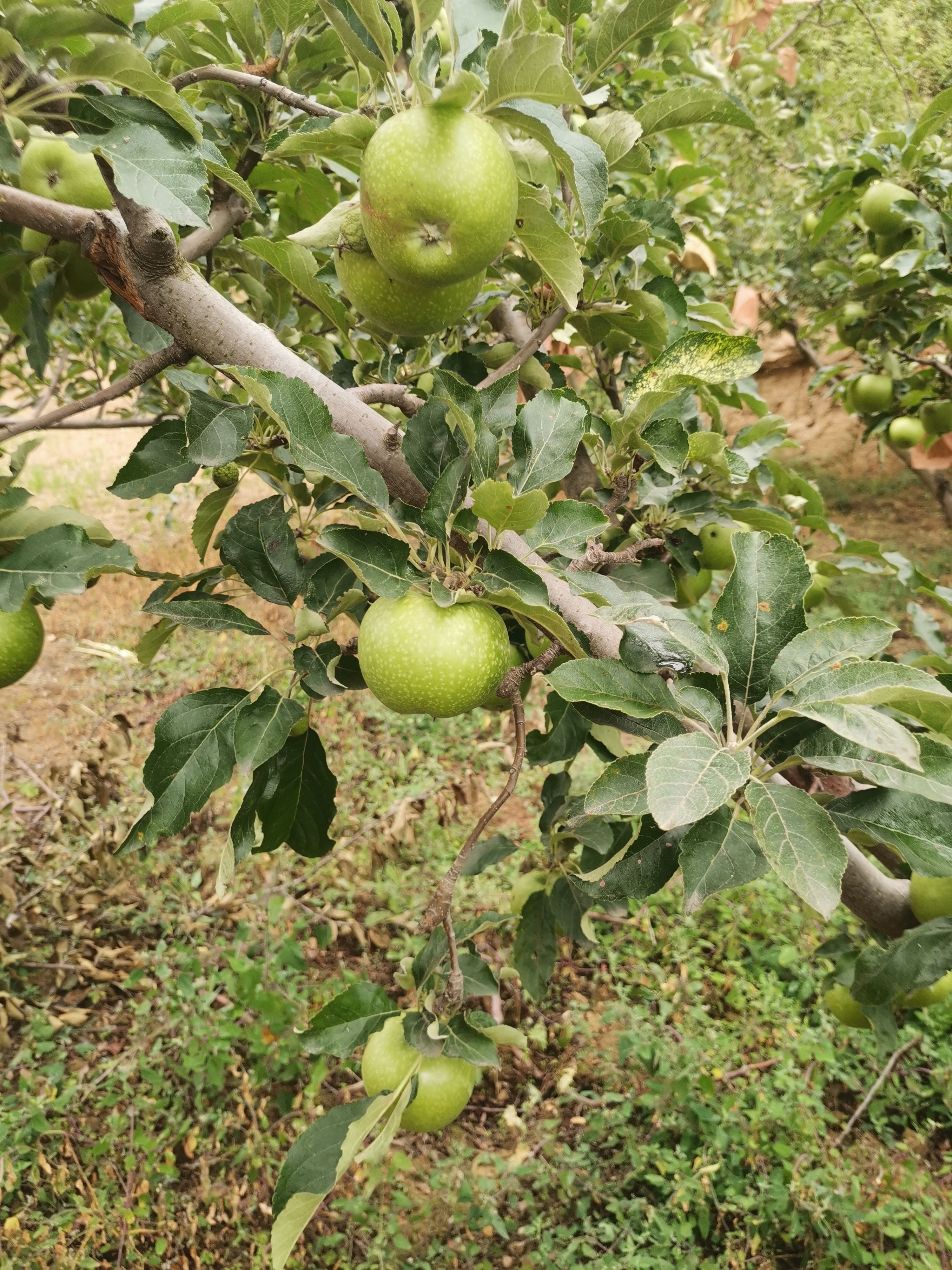 澳洲青苹果（史密斯）