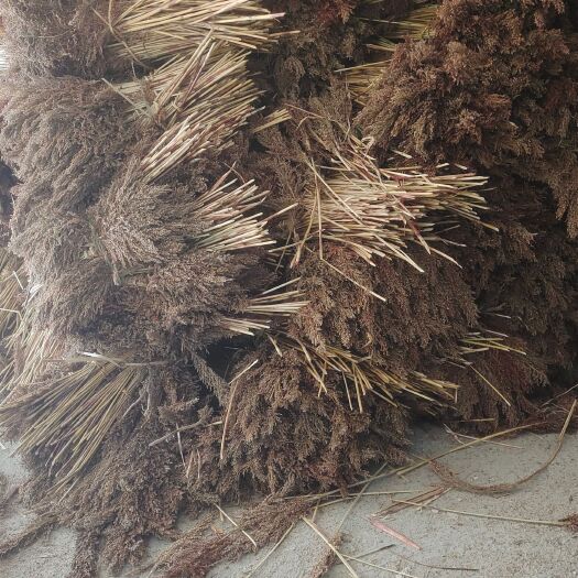 富顺县扎扫帚的高粱尾巴，全干